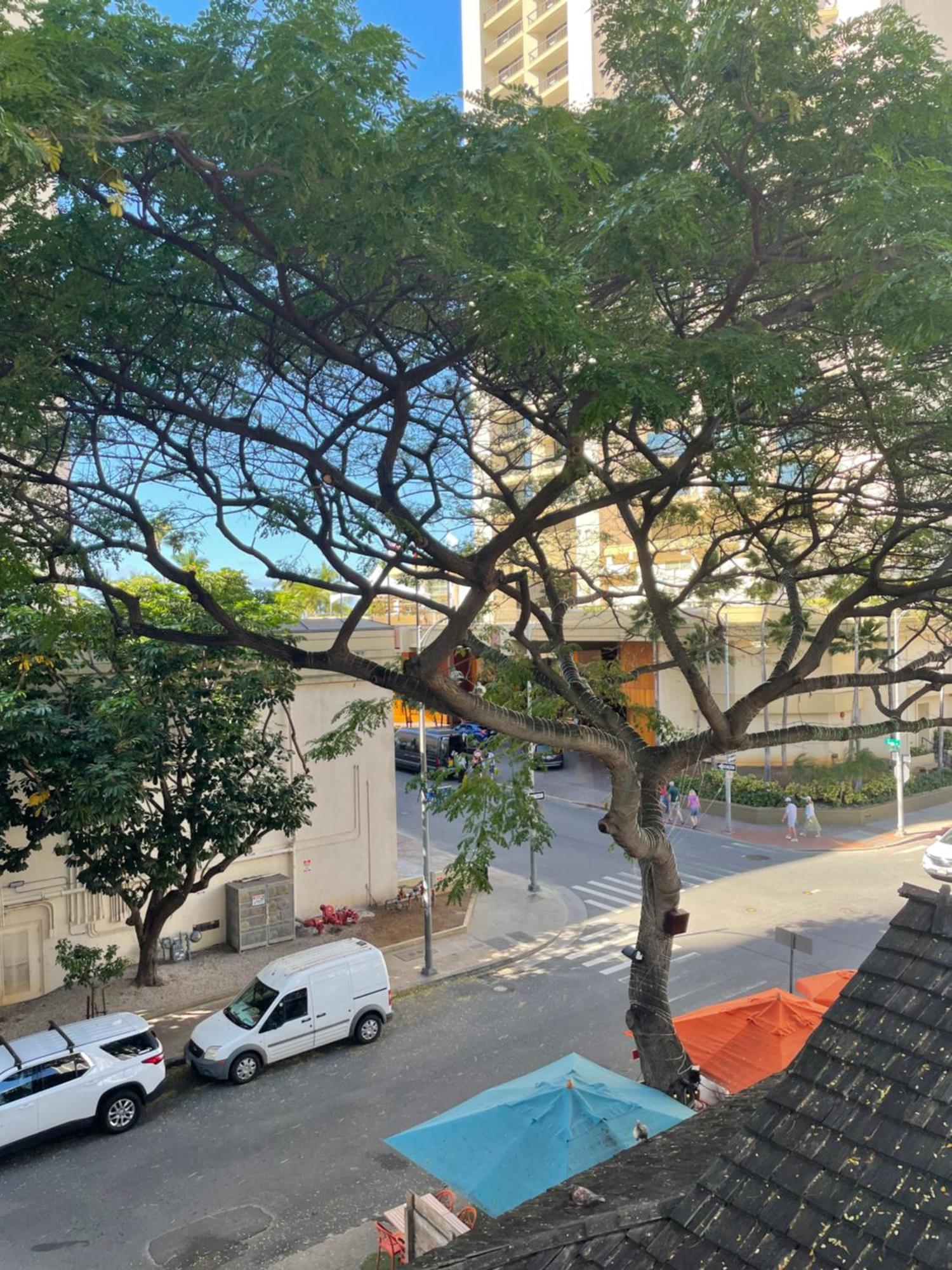 Apartment Stylish Near Kuhio